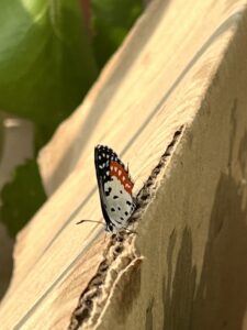 Red-Pierrots-Butterfly