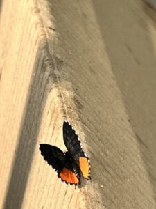 Raising- Red pierrot-butterfly