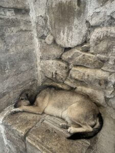 Dog-sleeping dog