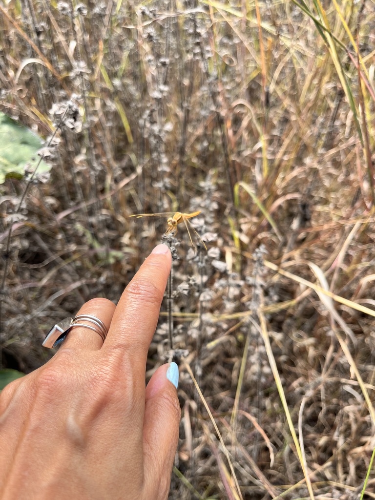 hand-grass-yellow-dragonfly