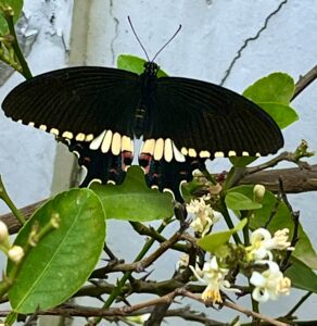 Butterfly-Swallow Tail-Black butterfly
