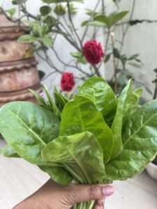 Swiss Chard-Red Roses-Harvest