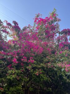 Bougainvillaea