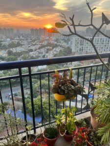 Balcony-Plants-Sunset