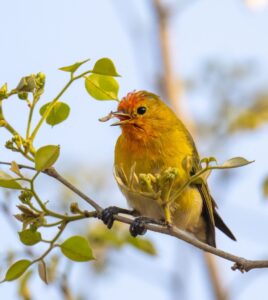 Fire-Capped Tit- Bird-EatingInsect