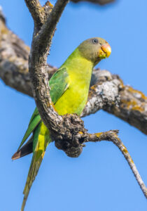 Parrot-Parakeet
