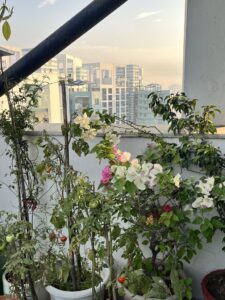 Plants-Tomatoes-Buildings-Terrace
