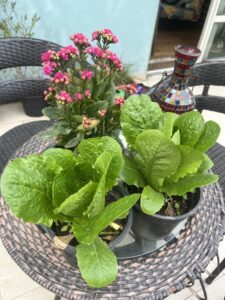 Lettuce-Bryophyllum Flowers-Terrace