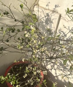 Lime-tree-flowers-lime