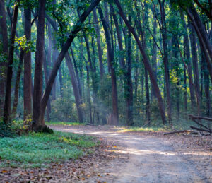 Forest-Forest path-light