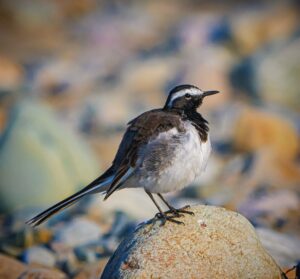 Wagtail-White Browed Wagtail