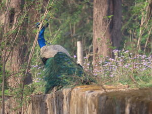 Bird-Indian-Peacock