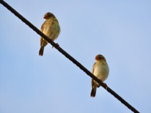 Birds on a Wire- Pair-Baya Weavers