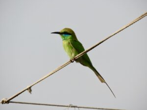 Bird-Wire-Green Bee Eater