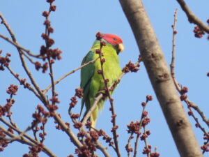 Bird-Parakeet-Plum -Headed Parakeet