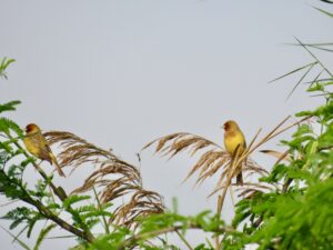 Buntings- Birds