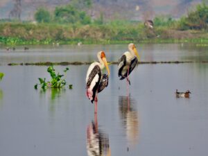 Waders-Birds-Wetlands-Painted Storks
