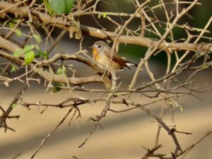 Bird-Red-Breasted Flycatcher