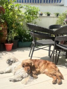 Two-Dogs-Plants-Terrace