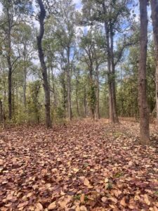 Dry-Leaves-Saal-Leaves-Forest-Floor-Kanha