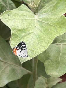 Butterfly-Leaf-Red Pierrot Butterfly