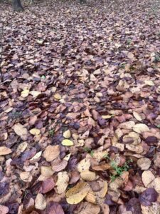 dry-leaves-forest-floor