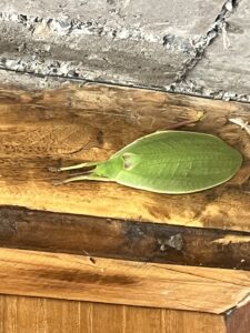 Insect- Leaf Insect