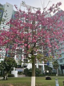 Silk floss tree-buildings-pink flowers