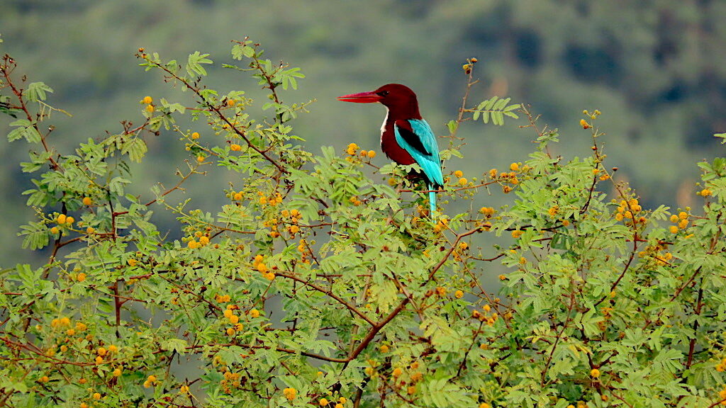 Kingfisher-white throated-tree-bird