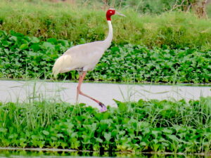 Sarus crane-wetlands-Crane