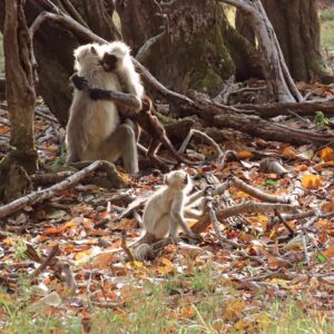 Langurs-monkeys-forest-3 langurs