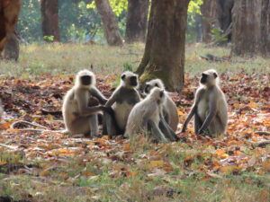Langurs-forest-Monkeys