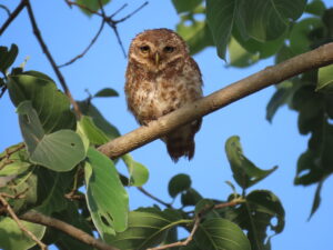 Owl-Spottedowlet-on-tree
