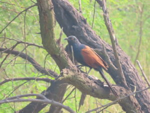 Greater Coucal-Bird on a tree