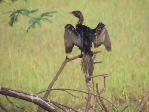 Cormorant-drying wings