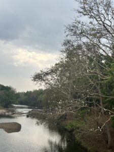River-trees-egrets