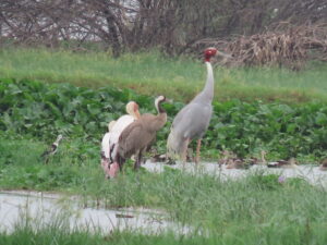 Cranes-Wetlands-Sarus Crane