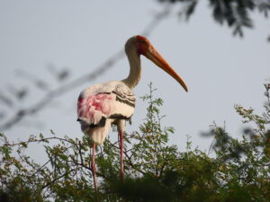 Painted Stork- Nesting