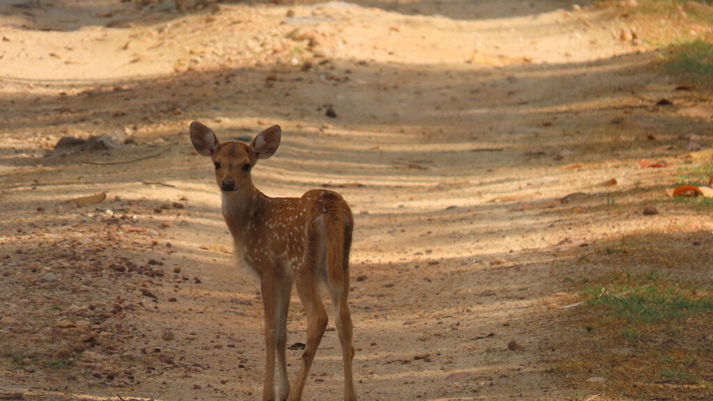 Spotted deer-fawn