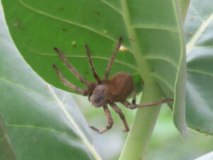 Spider-Huntsman Spider