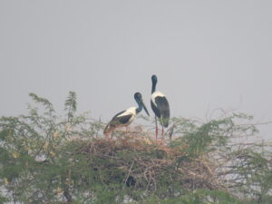 Birds- Nesting-Black Necked Stork