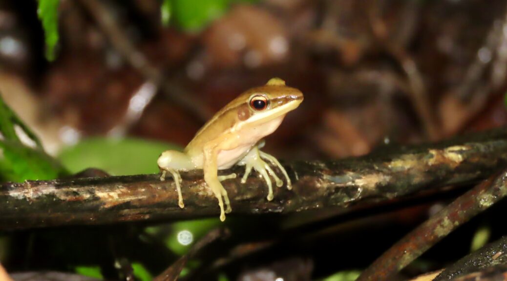frog-on a log-golden backed frog