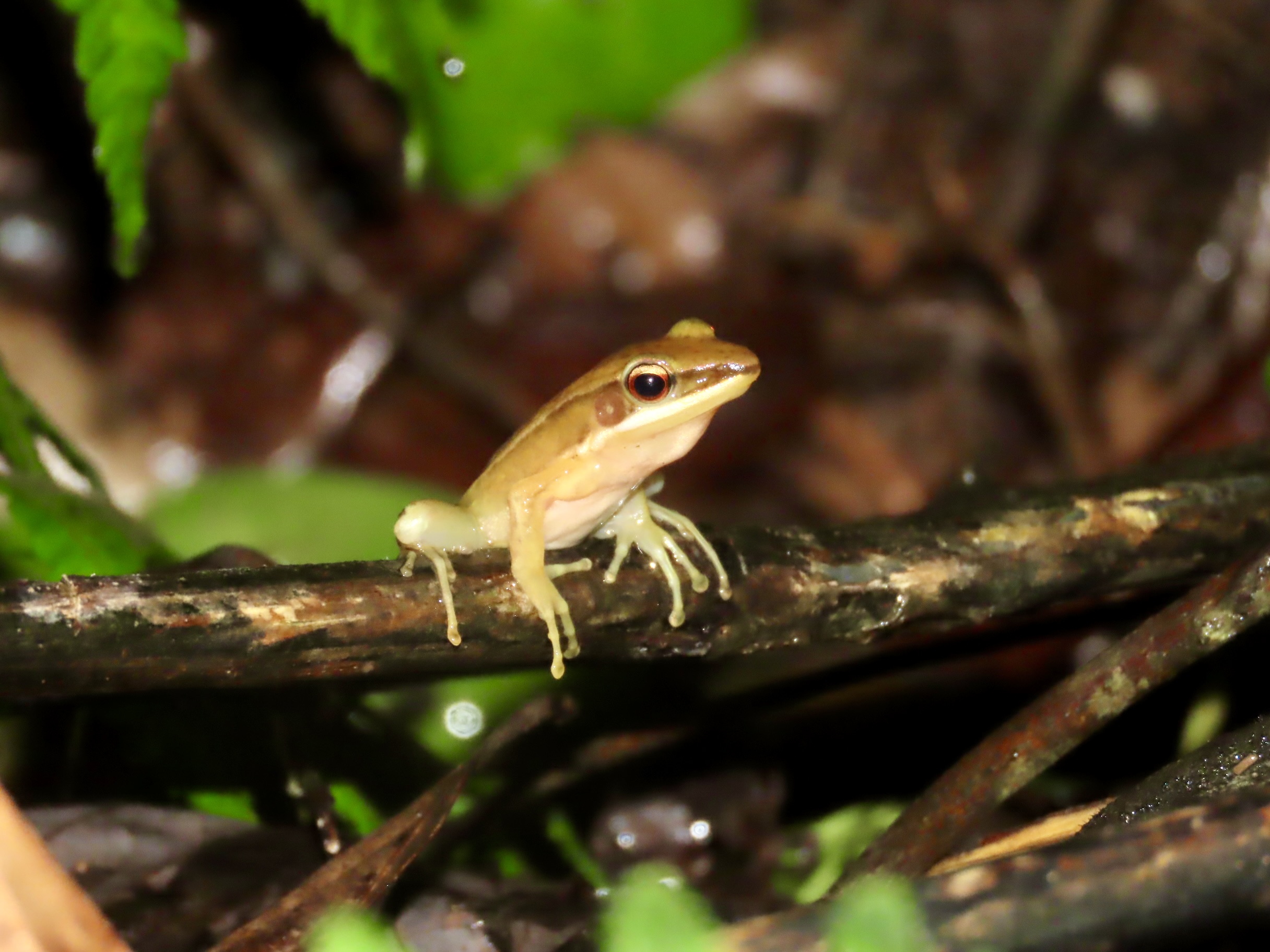 The Alluring Rainforests Of Agumbe | Natasha Musing