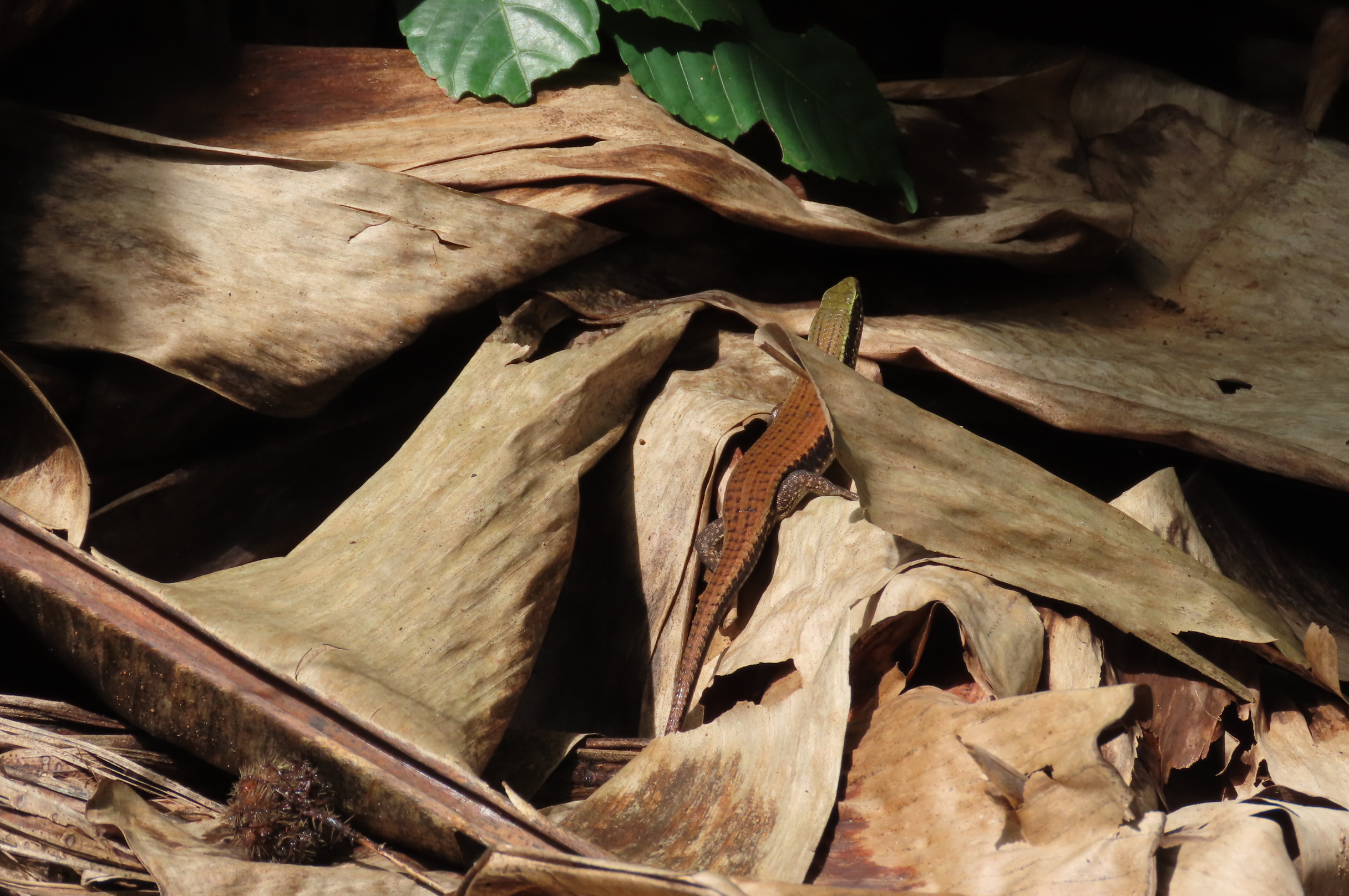 Kcre Exploring Agumbe Rainforests with KCRE - II | Natasha Musing