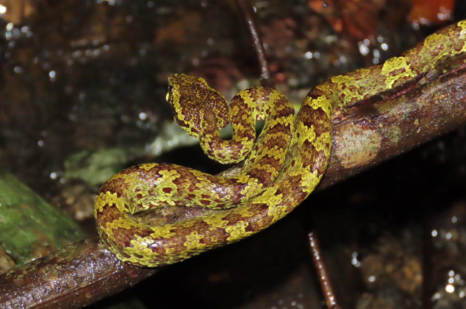 Kcre Exploring Agumbe Rainforests with KCRE - II | Natasha Musing