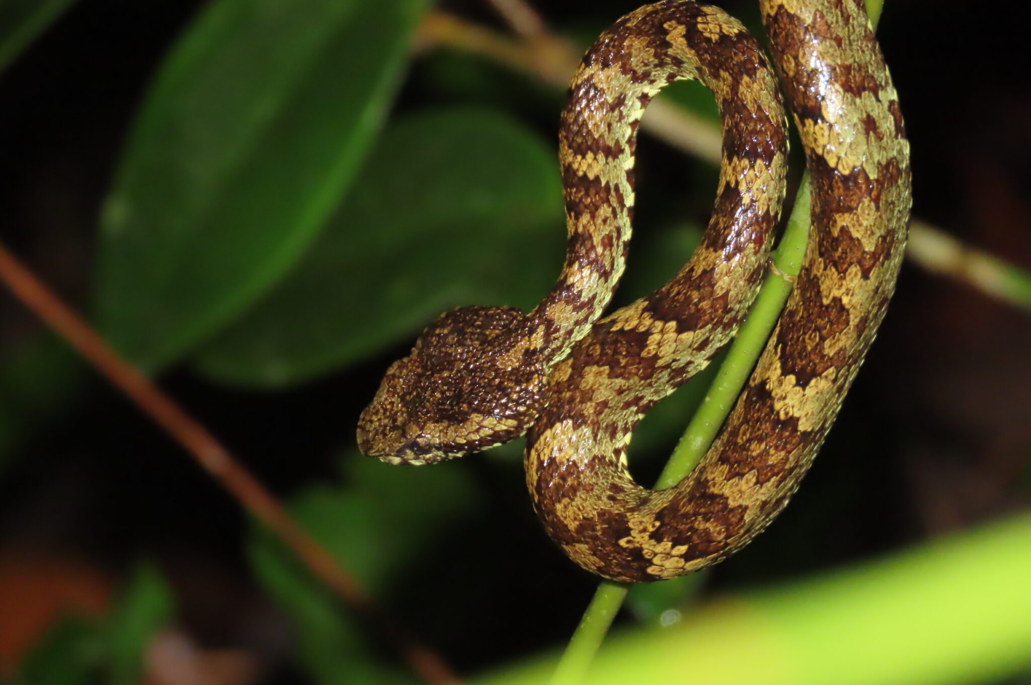 Kcre Exploring Agumbe Rainforests with KCRE - II | Natasha Musing