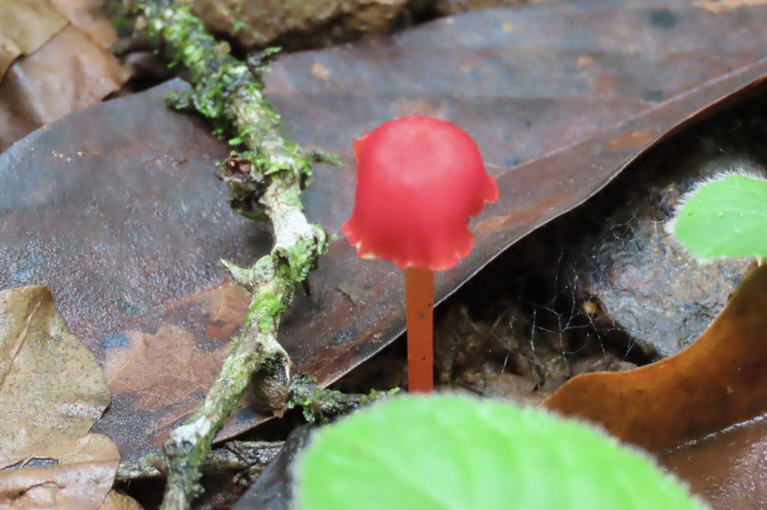 Kcre Exploring Agumbe Rainforests with KCRE - II | Natasha Musing
