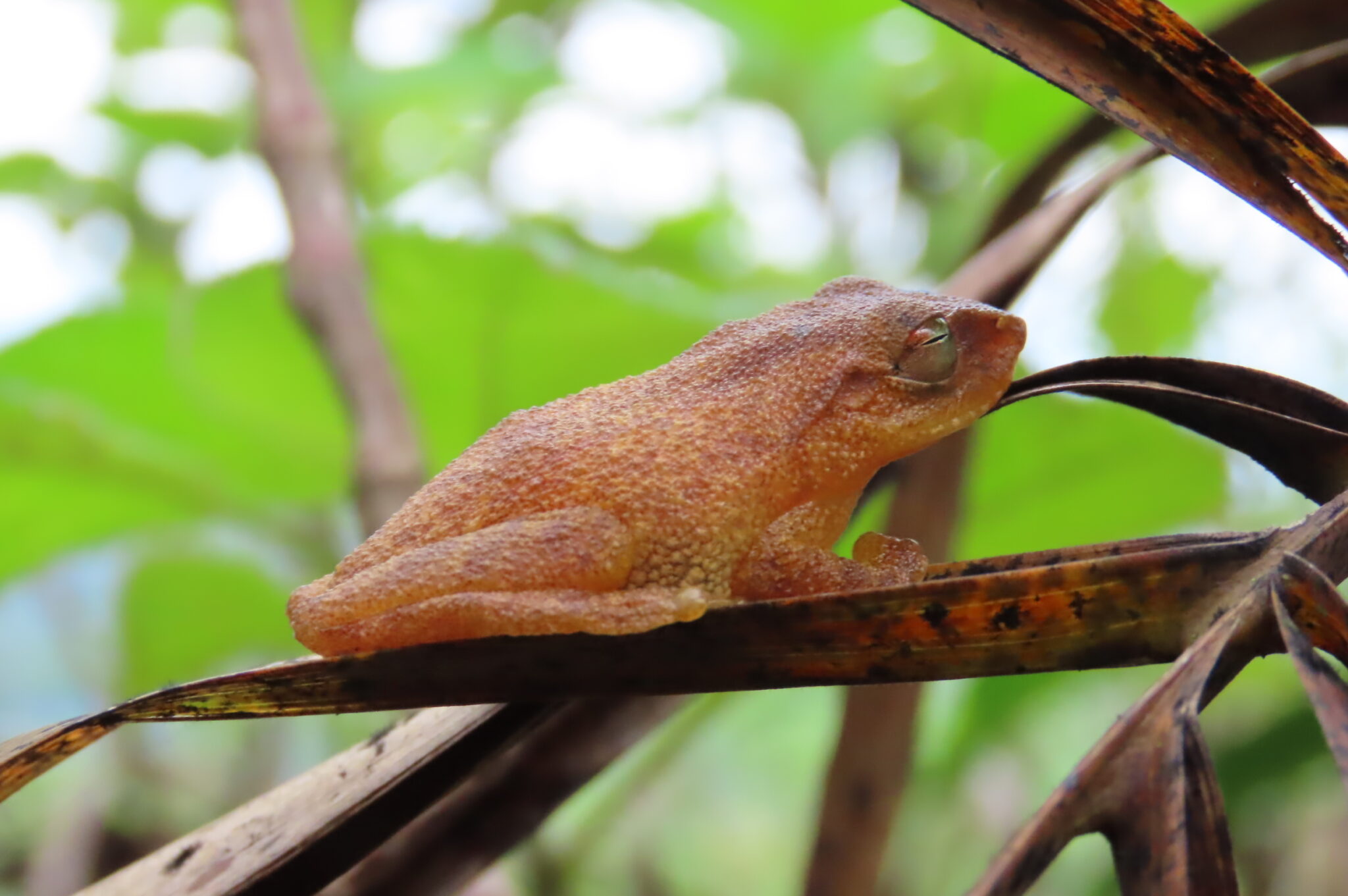 Kcre Exploring Agumbe Rainforests with KCRE - II | Natasha Musing