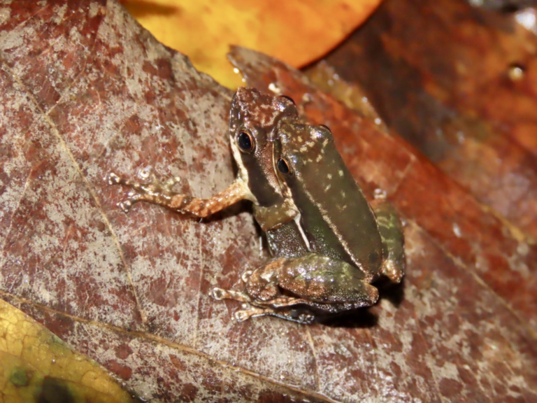 Exploring Agumbe Rainforests with KCRE - II | Natasha Musing