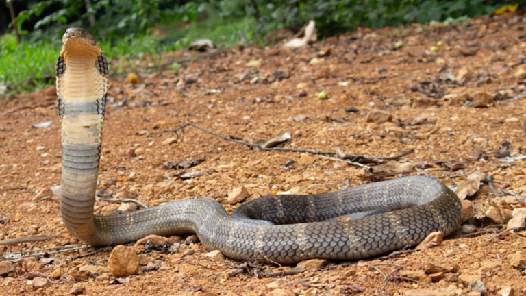 Kcre Exploring Agumbe Rainforests with KCRE - II | Natasha Musing